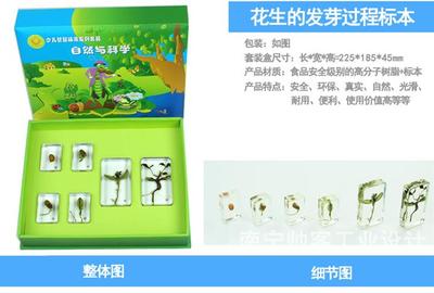【幼教套装包埋标本 幼儿教具标本】价格,厂家,生物教学器材-搜了网