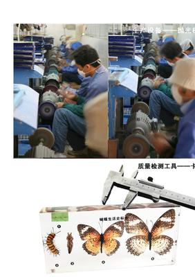 GB001025验证基因分离规律标本 千帆标本 动植物标本 厂家批发